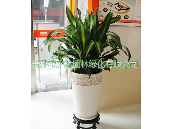 三株金星也门铁