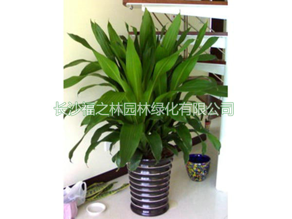 三株金叶也门铁