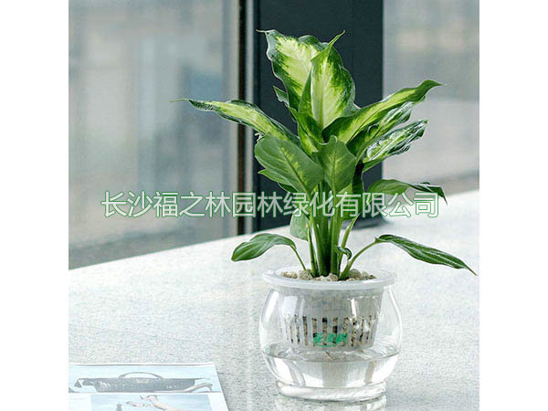 水培花叶万年青