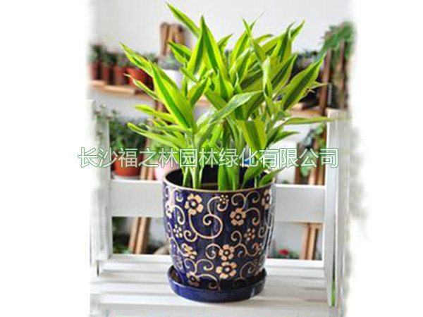 金边富贵竹