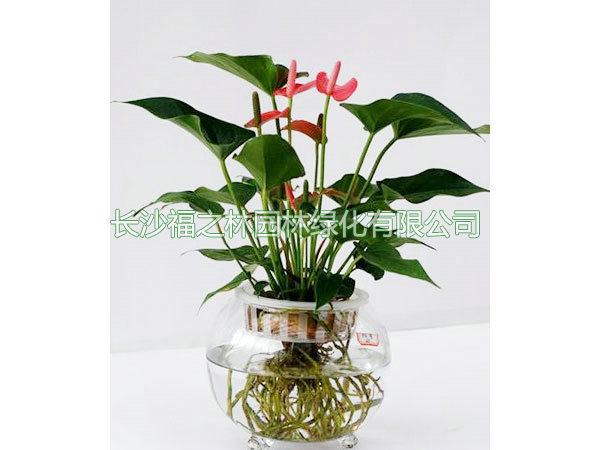 水培红掌